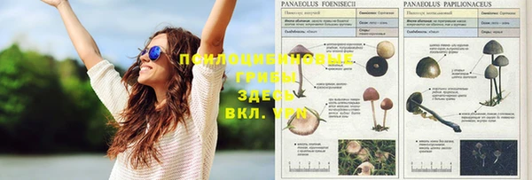 дживик Белокуриха